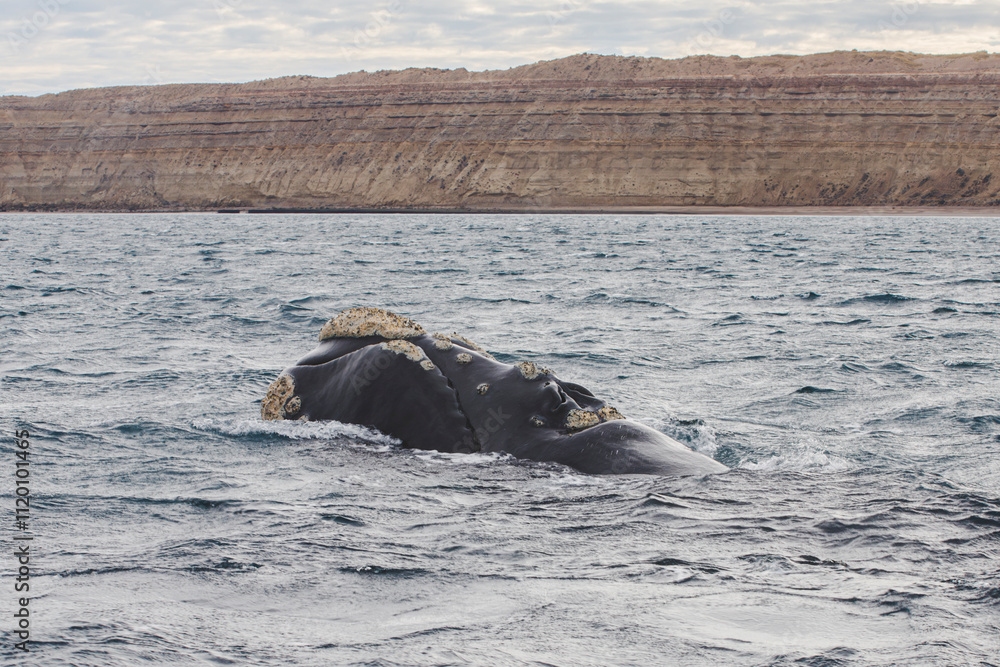 Fototapeta premium Ballena franca austral asomando su cabeza en la superficie del océano Atlántico, Golfo Nuevo, Península de Valdés, Chubut.