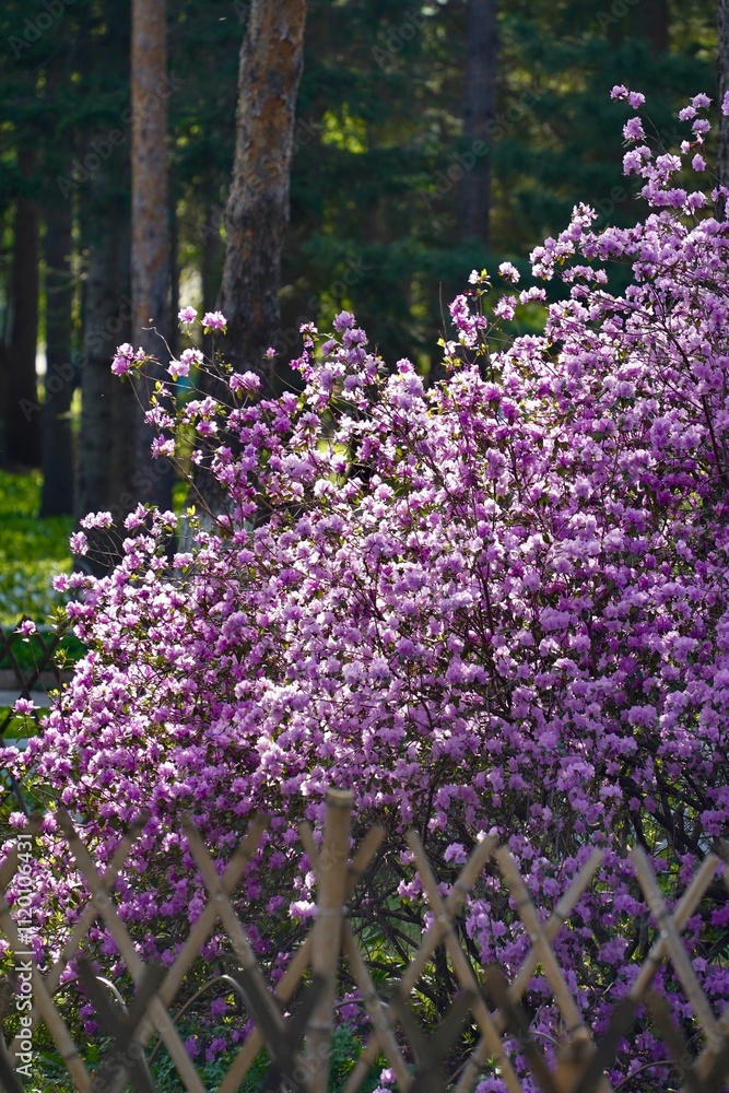 Obraz premium flowers in the park