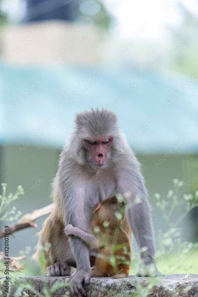 Naklejka premium Rhesus macaque (Macaca mulatta) or Indian Monkey in forest with cub.