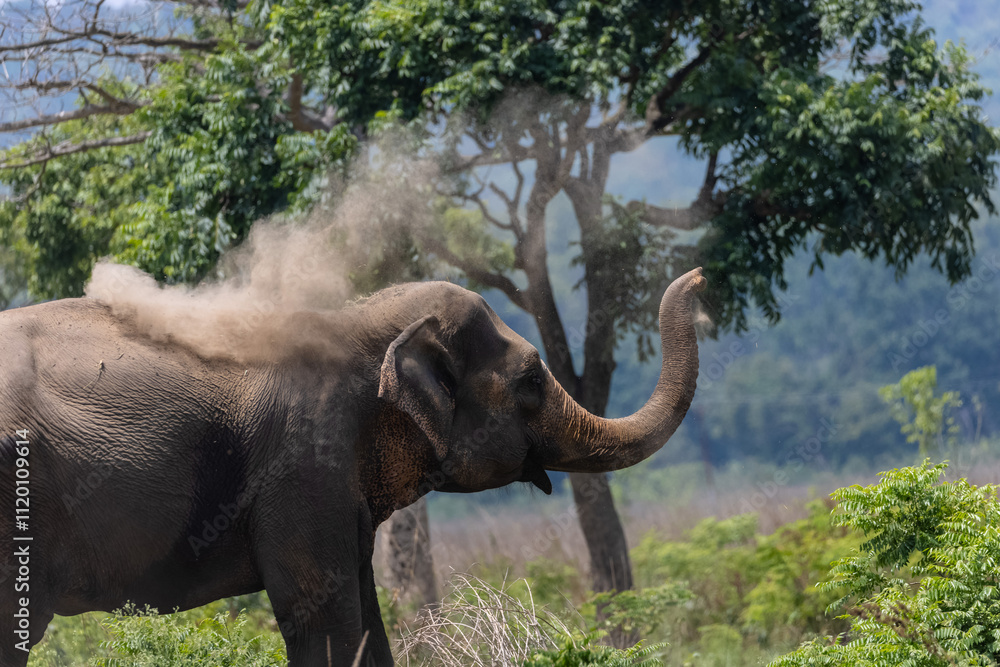 Asiatic elephant (Elephas maximus) at the grassland of forest to eat grass and mud bath.
Asiatic elephant (Elephas maximus) at the grassland of forest to eat grass and mud bath.