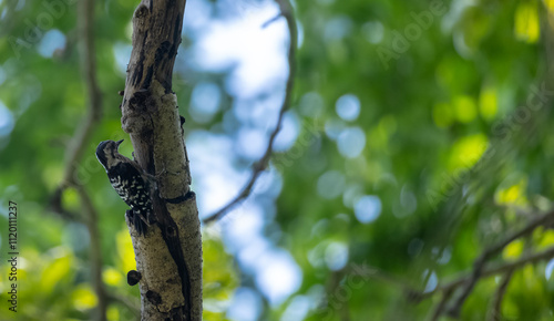 Himalayan woodpecker perching on tree in the forest. photo