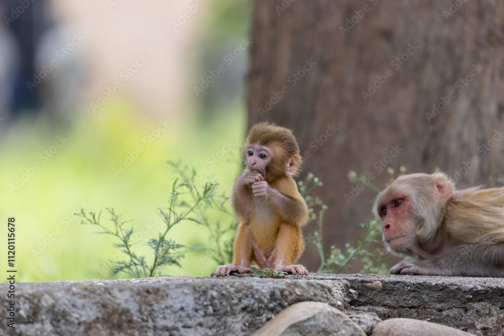 Fototapeta premium Cute baby monkey playing in the indian forest. 