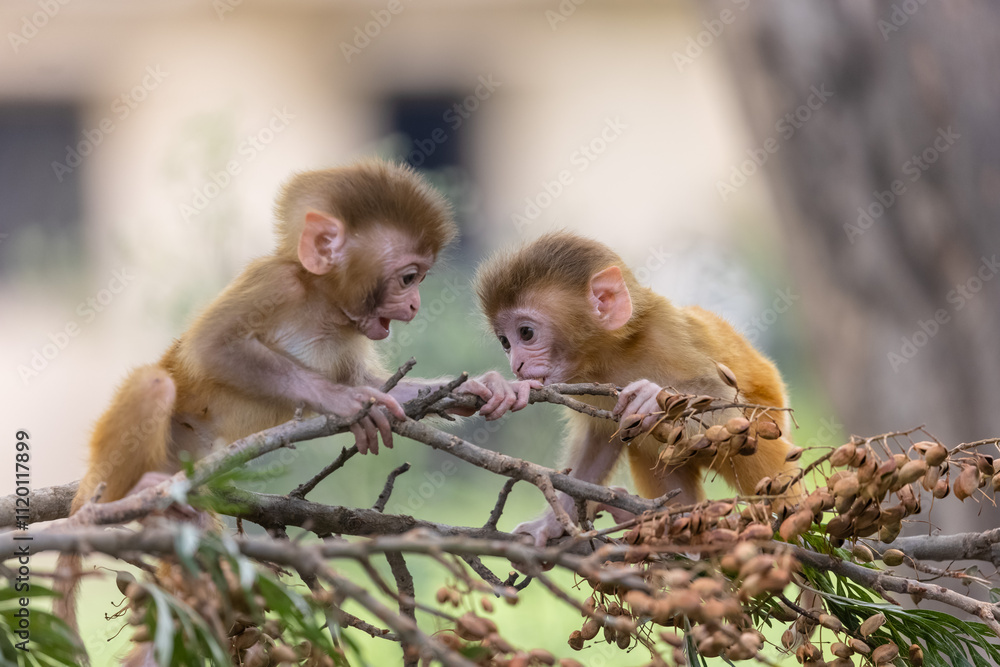 Obraz na plátně Cute baby monkey playing in the indian forest.