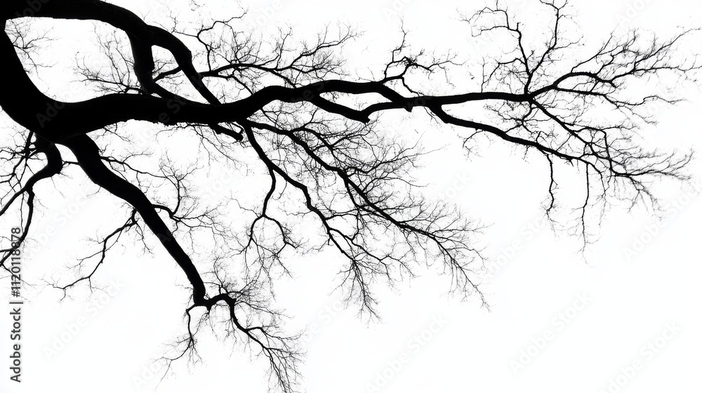 Fototapeta premium Bare Tree Branches Against a White Sky