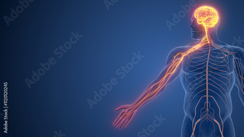Hand Functions Governed by Somatic Nervous System