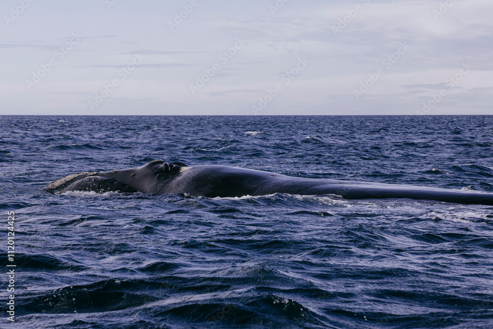 Naklejka premium Ballena franca austral asomando su cabeza para respirar en la superficie del océano Atlántico, Golfo Nuevo, Península de Valdés, Chubut