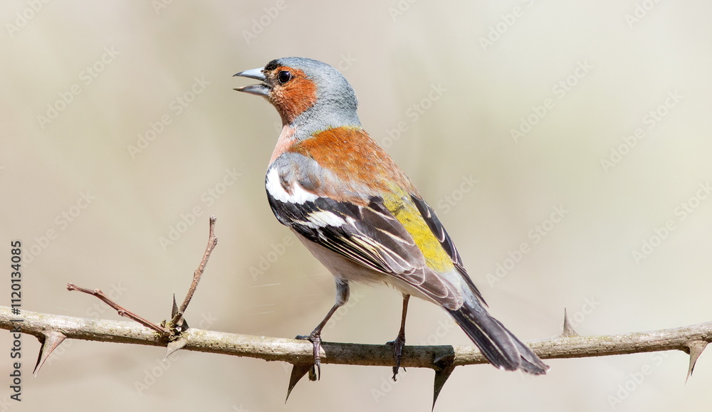 Fototapeta premium robin on a branch