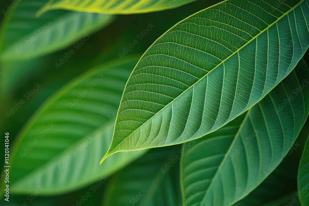 Fototapeta premium green leaves copy space