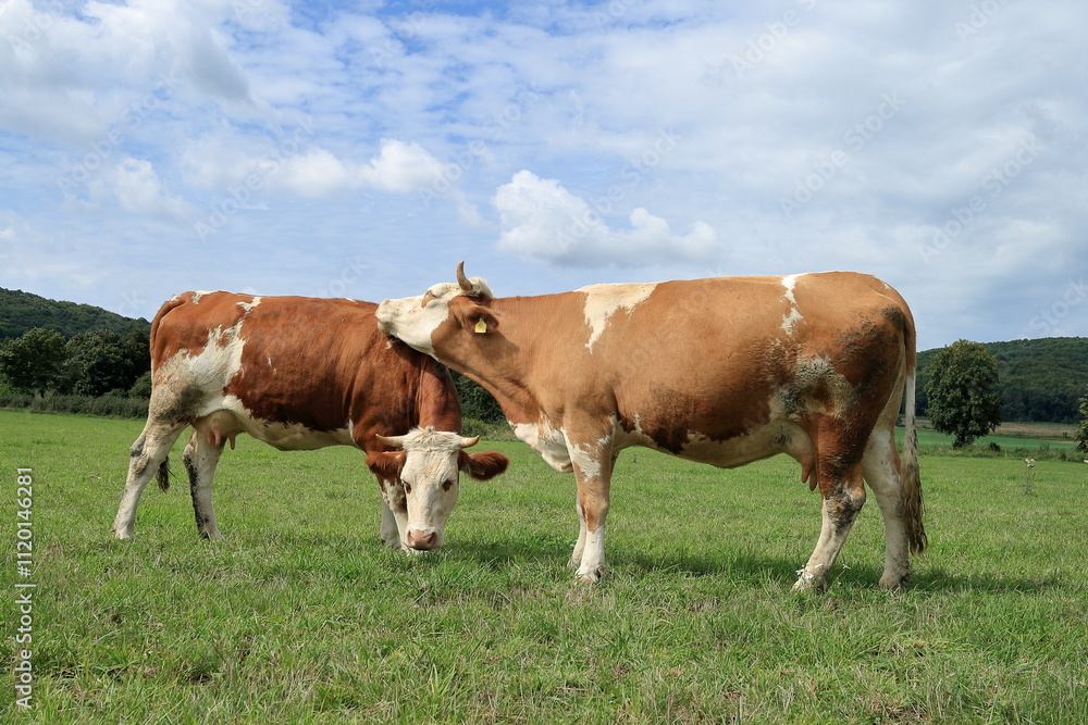 Close-up from a cow. Close-up from a cow.