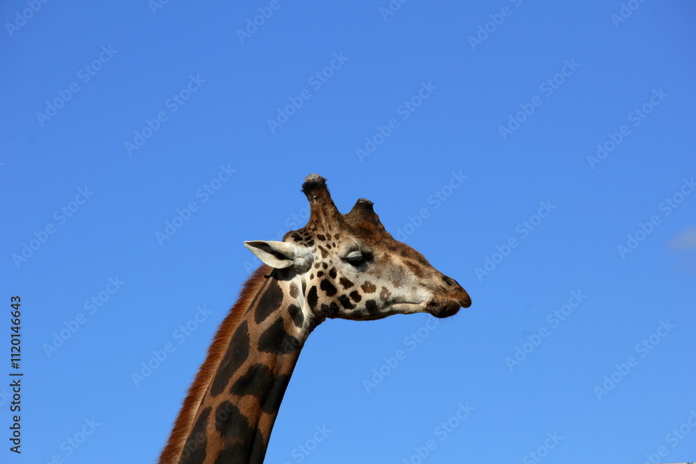 Giraffe portrait Giraffe portrait