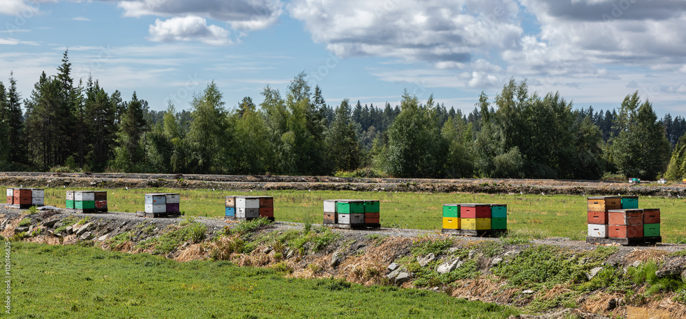 A row of colorful beehives in a field with woods and blue sky in the background during summer. A row of colorful beehives in a field with woods and blue sky in the background during summer.