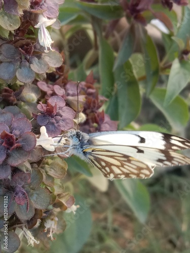 Butterfly on ocimum basilicum flower or butterfly on Basil flower in the garden photo