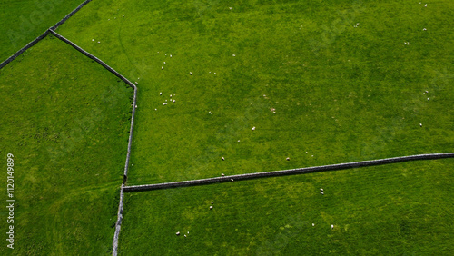 Aerial abstract view of dry stone walls in green fields with sheep grazing  photo