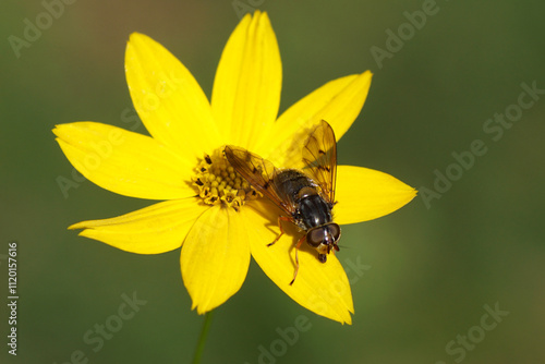 Female Ferdinandea cuprea of the family hoverflies (Syrphidae) on a flower of Thread-leaf coreopsis, Tickseed (Coreopsis verticillata), family Asteraceae or Compositae. Summer, Dutch garden. July photo