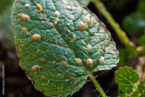 Macrophotography of Diaspididae insects on leaf vessel. Armored scale insects at home plants. Insects sucking plant