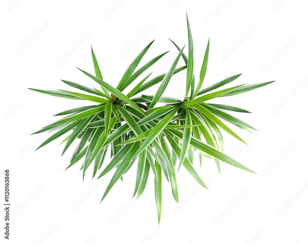 Fototapeta premium Spider Plant Top View