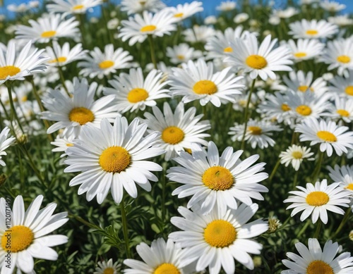 Field of white daisies in bloom under a clear blue sky on a sunny summer day , landscape, nature, sunshine