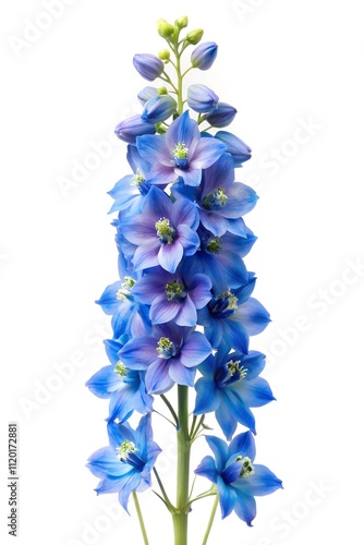 delphinium flower