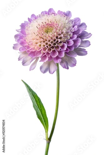 scabiosa flower