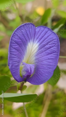 Blue Butterfly Pea Flower: Vibrant Purple Bloom with Green Background - Nature's Beauty