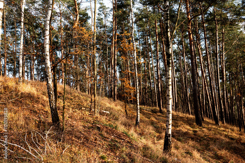 Fototapeta Naklejka Na Ścianę i Meble -  Brzozowy zakątek na słonecznym stoku