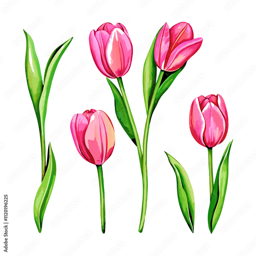 Fototapeta premium Watercolor hand drawn colorful tulip vector illustration (6)