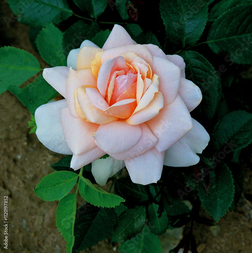Rosa 'Champagne Moment'
