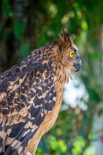 The buffy fish owl (Ketupa ketupu), also known as the Malay fish owl, is a fish owl in the family Strigidae. It is native to Southeast Asia