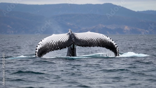 A majestic humpback whale breaches the ocean surface, its massive tail fluke arcing in the air like a bird taking flight photo