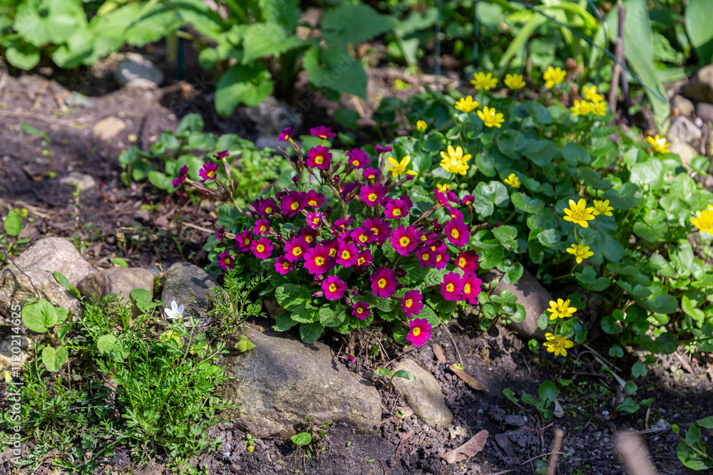 Colorful spring primroses flowers. rimula in spring garden. Pink primrose Colorful spring primroses flowers. rimula in spring garden. Pink primrose