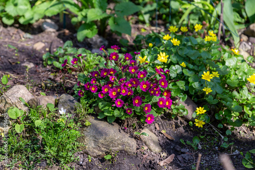 Obraz na plátně Colorful spring primroses flowers