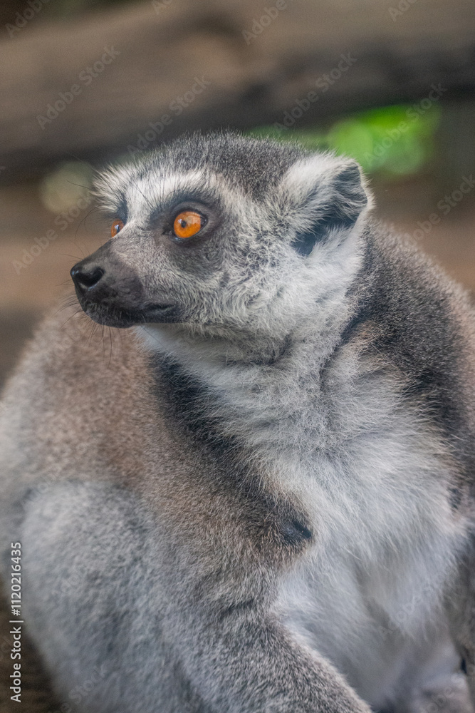 Fototapeta premium The ring-tailed lemur (Lemur catta) is a medium- to larger-sized strepsirrhine (wet-nosed) primate and the most internationally recognized lemur species, owing to its long, black-and-white, ringed tai