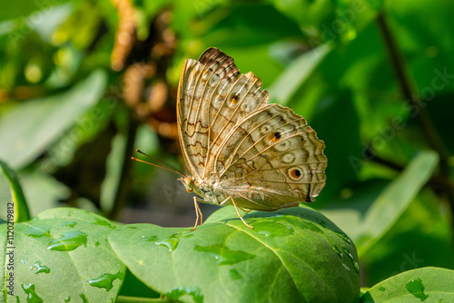 Fotografija Butterflies are winged insects from the lepidopteran superfamily Papilionoidea