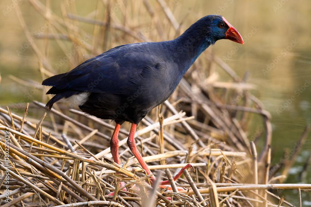 Western Swamphen Porphyrio porphyrio in wetland habitat, natural reedbed background Western Swamphen Porphyrio porphyrio in wetland habitat, natural reedbed background
