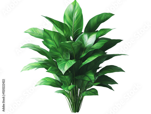 A lush green plant with broad leaves, showcasing vibrant foliage and a full, bushy appearance on transparent background. photo