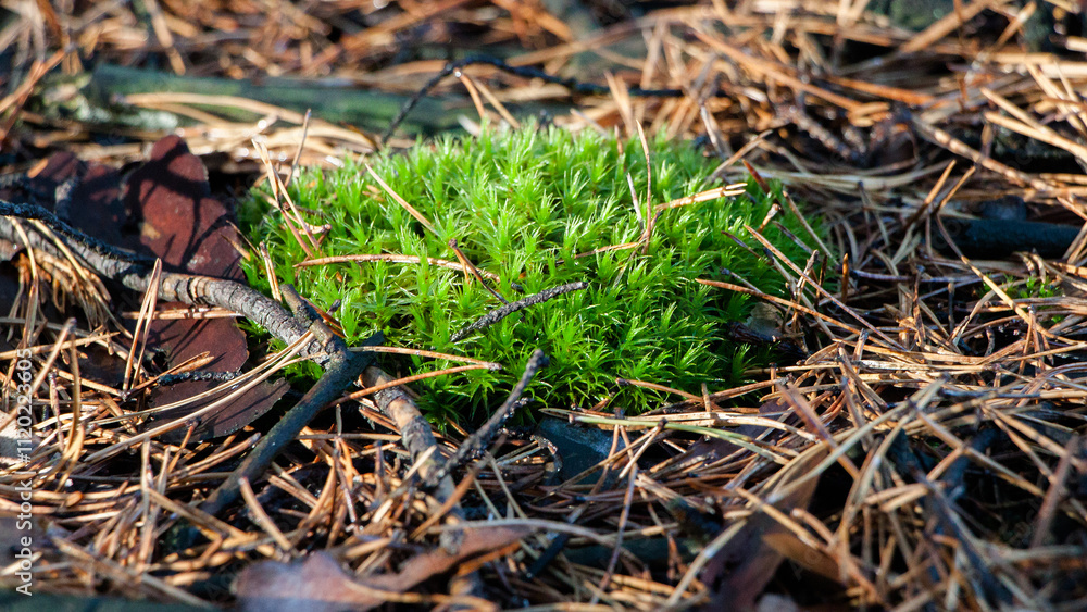 close up view of a grass close up view of a grass