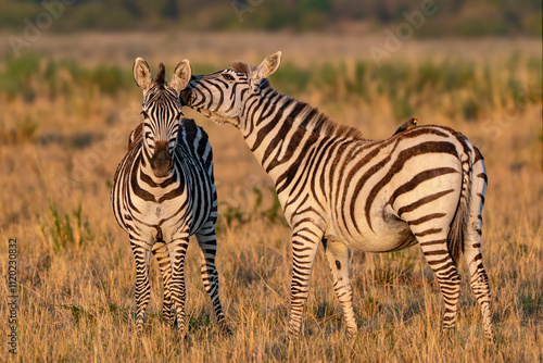 The zebras and the bird photo