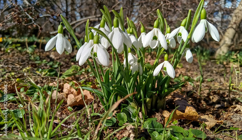 Galanthus nivalis - early blooming spring flowers, primroses - ephemeroids, Ukraine photo