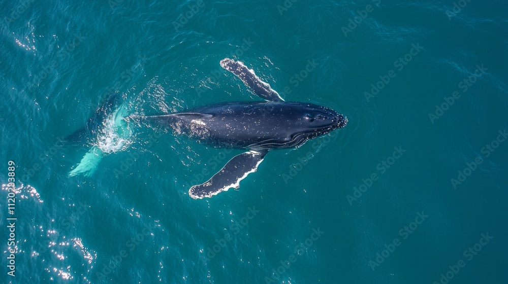 Obraz premium With sunlight shimmering on the surface, a playful baby humpback whale gracefully swims and splashes in the vibrant blue ocean, showcasing its curiosity and joy