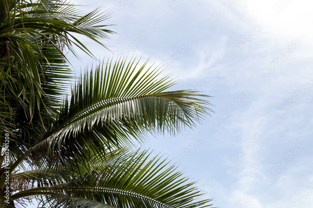palm trees against blue sky palm trees against blue sky