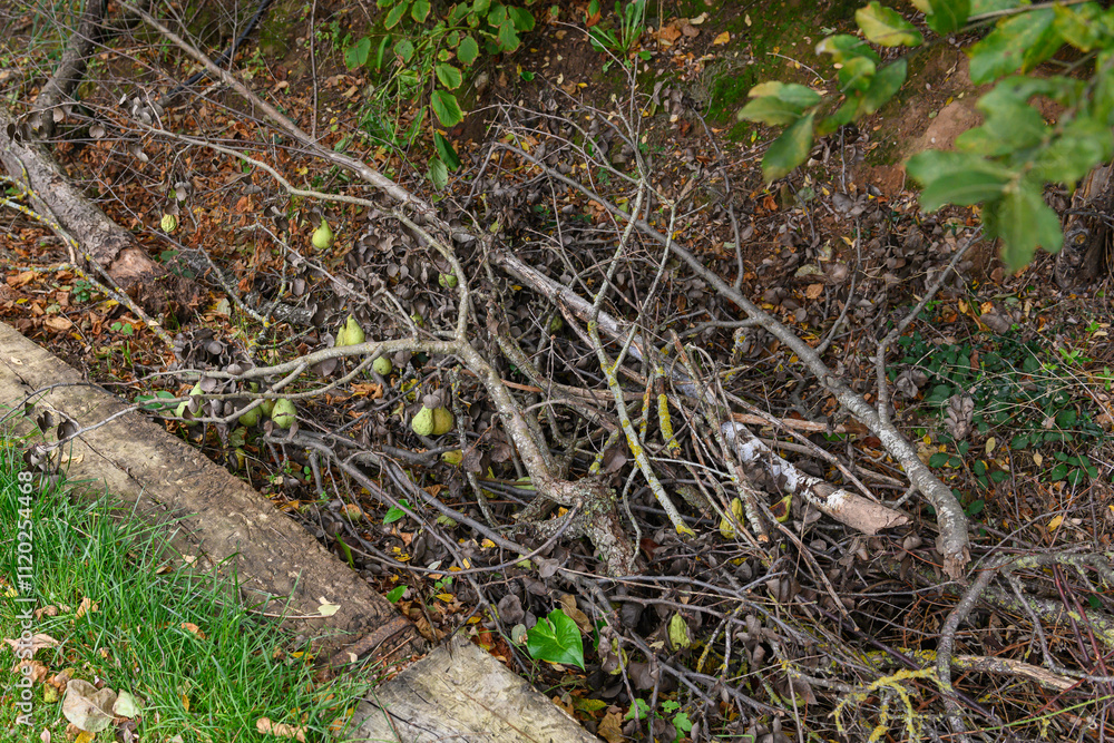 An old pear tree branch with pears on its twigs, now dry but still green, lying on the ground at the edge of the orchard, surrounded by dry leaves and grass An old pear tree branch with pears on its twigs, now dry but still green, lying on the ground at the edge of the orchard, surrounded by dry leaves and grass