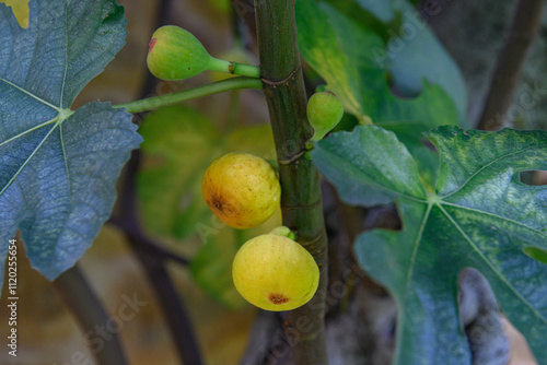 Close-up of three figs on a fig tree: two yellow and one green, with the green fig positioned further back on the tree.