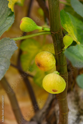 Close-up of three figs on a fig tree: two yellow and one green, with the green fig positioned further back on the tree