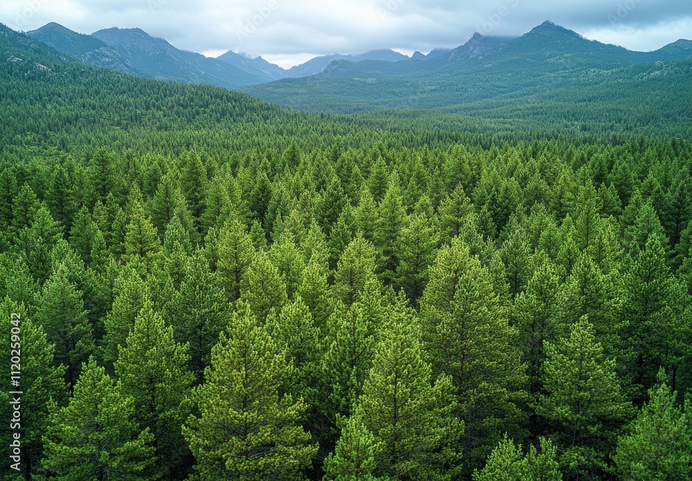 Fototapeta premium Lush Green Pine Forest with Mountain Landscape Under Overcast Sky, Aerial View of Verdant Nature Scene Showcasing Flora and Terrain in Natural Environment
