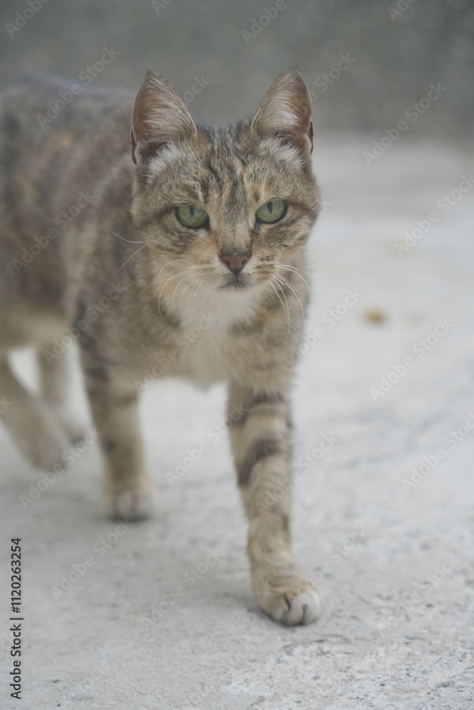 European cat
A breed of short-haired domestic cats that was created by European breeders and cat lovers in the mid-20th century. European cat
A breed of short-haired domestic cats that was created by European breeders and cat lovers in the mid-20th century.