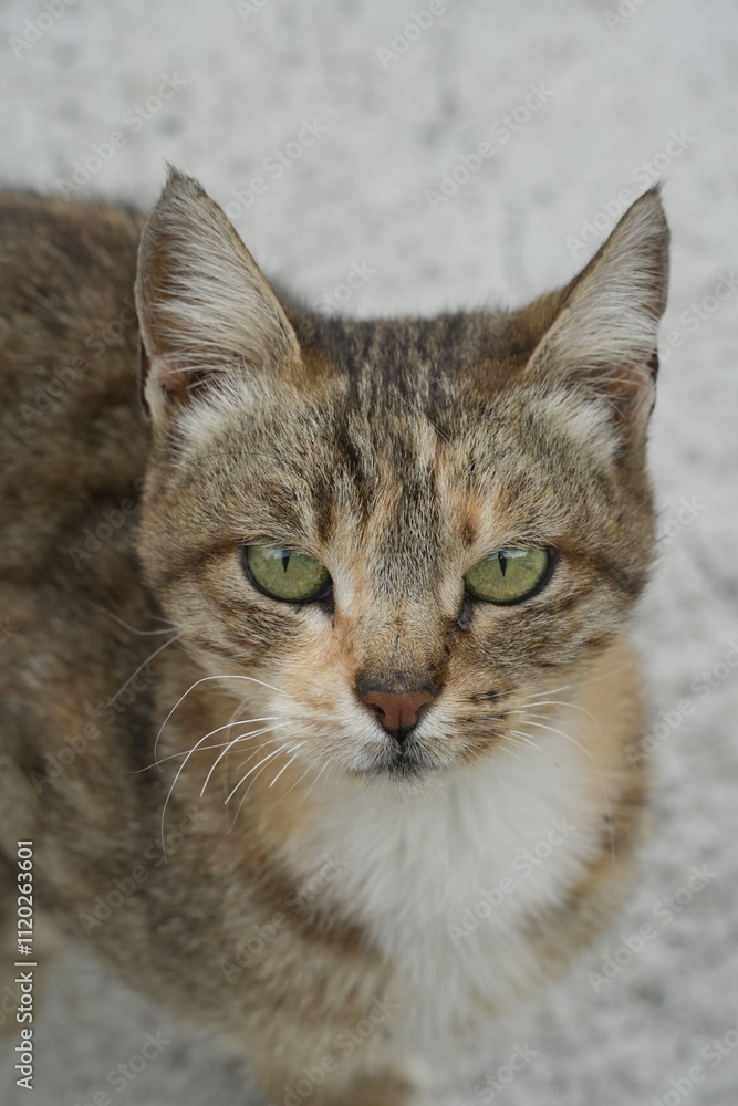 European cat
A breed of short-haired domestic cats that was created by European breeders and cat lovers in the mid-20th century. European cat
A breed of short-haired domestic cats that was created by European breeders and cat lovers in the mid-20th century.