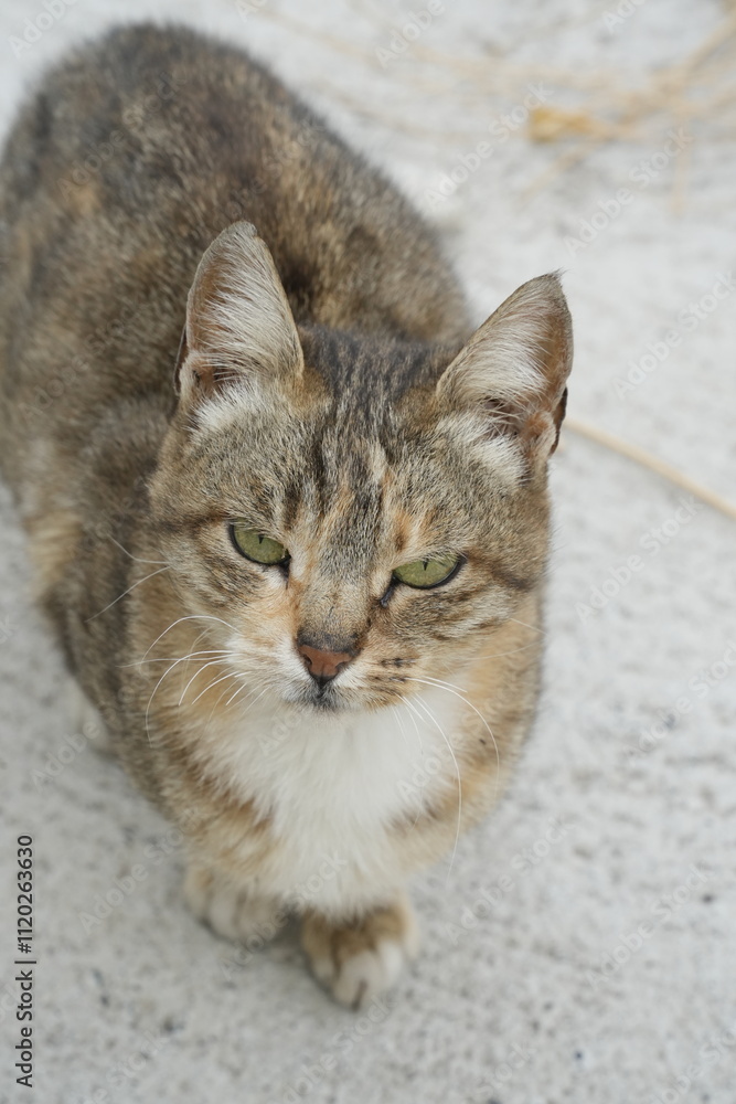 European cat
A breed of short-haired domestic cats that was created by European breeders and cat lovers in the mid-20th century. European cat
A breed of short-haired domestic cats that was created by European breeders and cat lovers in the mid-20th century.