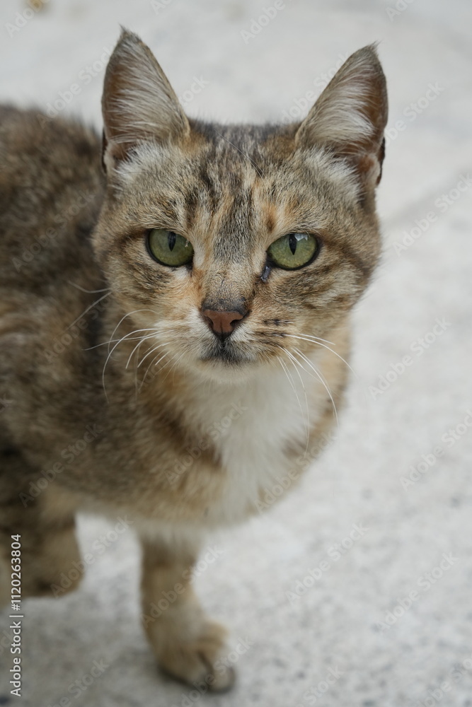 European cat
A breed of short-haired domestic cats that was created by European breeders and cat lovers in the mid-20th century. European cat
A breed of short-haired domestic cats that was created by European breeders and cat lovers in the mid-20th century.