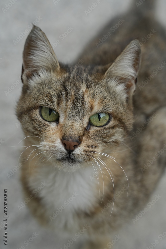 European cat
A breed of short-haired domestic cats that was created by European breeders and cat lovers in the mid-20th century. European cat
A breed of short-haired domestic cats that was created by European breeders and cat lovers in the mid-20th century.