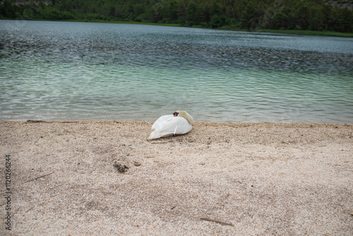 white swan on the beach
